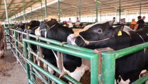 Kurbanlık fiyatları cep yakacak