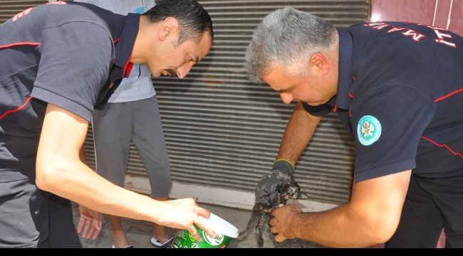 Su borusuna sıkışan yavru kediyi itfaiye kurtardı