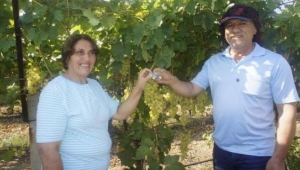 Yaş üzümde Rusya'ya ihracat başlıyor