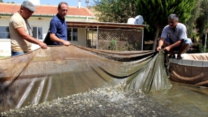 1 milyon 600 bin balık barajlara bırakılacak 