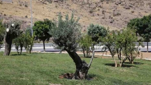 Barış ağaçları Karşıyaka’da hayat buldu