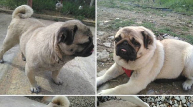 Çakıl adlı köpek aranıyor