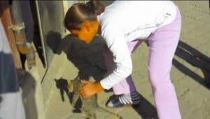 4 kattan ışıklıya düşen yavru kediyi itfaiye kurtardı