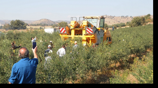 ELLE ZEYTİN TOPLAMAYA DA PAYDOS