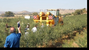 ELLE ZEYTİN TOPLAMAYA DA PAYDOS