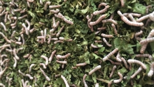 İstanbul'dan kaçıp ipek böceği üretimine başladı