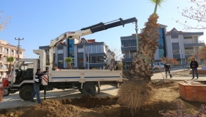 Refüjden sökümü gerçekleştirilen palmiyeler atıl yerlere dikiliyor