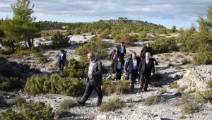 21 milyon yıllık fosil ağaç ormanı 'Tabiat Anıtı' ilan edilecek