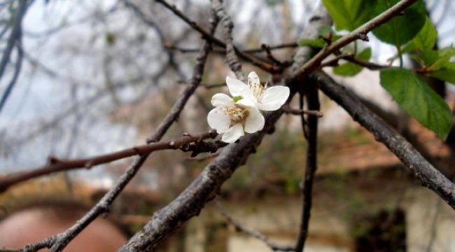 Erik ağacı kasımda çiçek açıp, meyve verdi