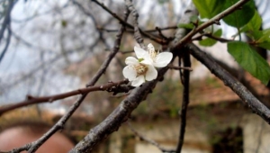 Erik ağacı kasımda çiçek açıp, meyve verdi