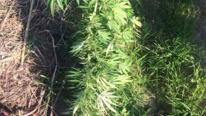 FETÖ firarisinin arazisinden uyuşturucu çıktı