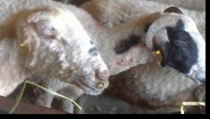 Hayvan pazarı kapatıldı