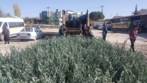 Kulalı Üreticilere Zeytin Desteği