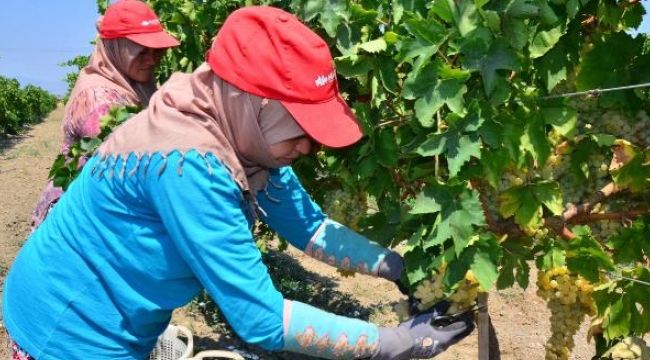 Manisa'dan dünyaya 189 bin ton üzüm ihraç edildi