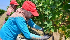 Manisa'dan dünyaya 189 bin ton üzüm ihraç edildi