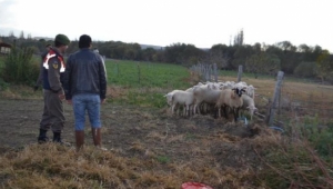 Salihli'den çalınan hayvanlar, İzmir'de bulundu