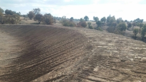 Selendi’de hayvan üreticilerini sevindiren yatırım