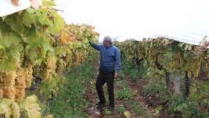 'Sultanlara layık üzüm', eksi 5 dereceye kadar dayanıyor