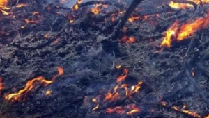 Turgutlu'da 1 hektar orman yandı