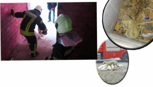 Asansör boşluğuna düşen köpeği itfaiye kurtardı