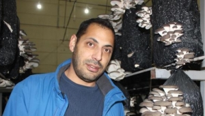 Fransa'dan geldi, Alaşehir'de istiridye mantarı üretti