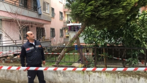 İtfaiye yıkılan ağaçı koruma altına aldı