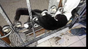 Kapı demirine sıkışan kediyi itfaiye kurtardı