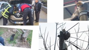 Mahsur kalan iki kediyi itfaiye kurtardı