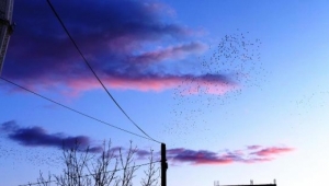 Sığırcıkların havadaki dansı görenlerin ilgisini çekiyor.