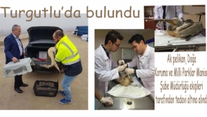 Turgutlu'da bulunan yaralı ak pelikan tedaviye alındı