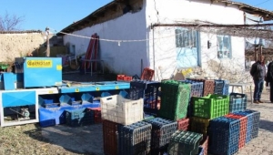 Zeytin hırsızlarına karşı nöbete başladılar