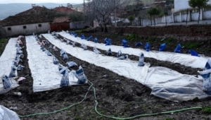 Tütün üreticileri dertli