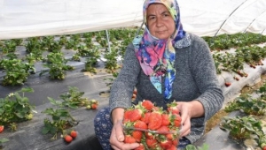 12 ay çilek yetiştirip, Rusya'ya da gönderiyorlar