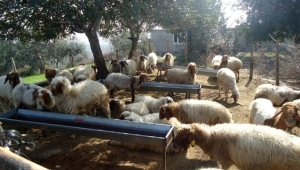 2017 Yılında Bu İki İlde 1 Milyon Liralık Seracılık Desteği Verildi…