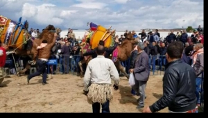 Güreşte kaçan develer korkuttu