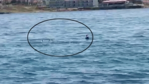 Angut kuşları Şifre Koyun'nda