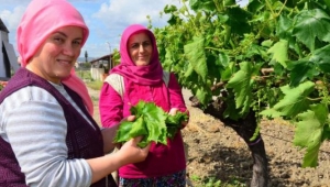 Çiftçilerin asma yaprağı mesaisi