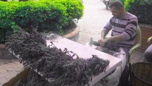 Karabaş otu aktarda demeti 3.5 liradan satılıyor