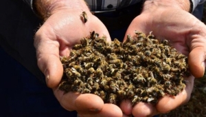 Otları yok etmek için yapılan ilaçlama arıları telef etti