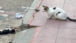 Anne kedi, ölen yavrusunun başından saatlerce ayrılmadı