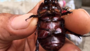 Bahçesinde gergedan böceği buldu