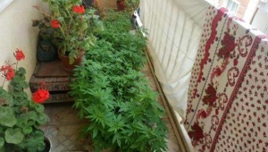 Balkonda Hint keneviri yetiştiriciliğine 2 tutuklama