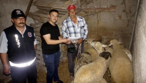 Çalıntı otomobille koyun hırsızlığına çamur engeli