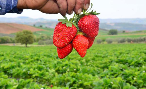 Çilek üreticisinin ihracat sevinci