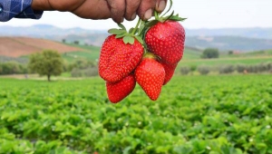 Çilek üreticisinin ihracat sevinci