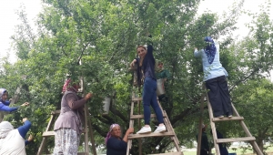 İYİ Partili Yaşır, tarım işçileriyle erik topladı