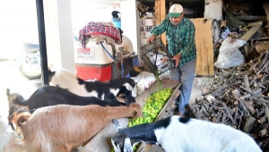 Para etmeyen erik, üreticiyi mağdur etti