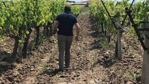 Sağanak ,bağları vurdu