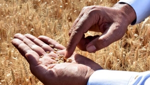 Sıcaklar ve kuraklık buğdayı etkiledi, verim yüzde 50 düştü