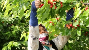 Üreticide kirazın fiyatı 150 liradan 5 liraya kadar düştü